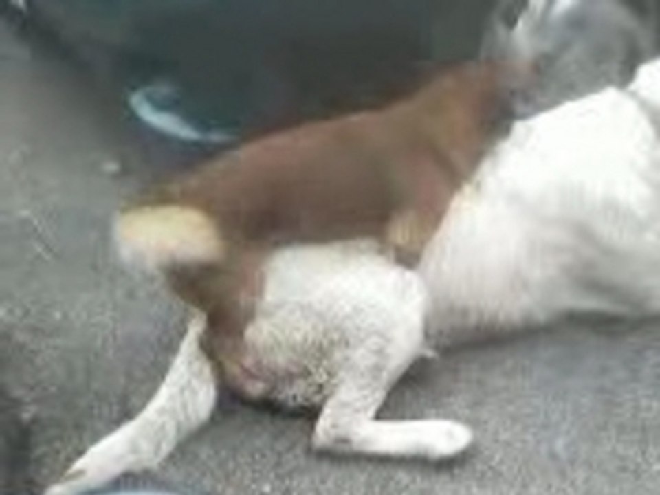 2 chiens ki se pine 2.