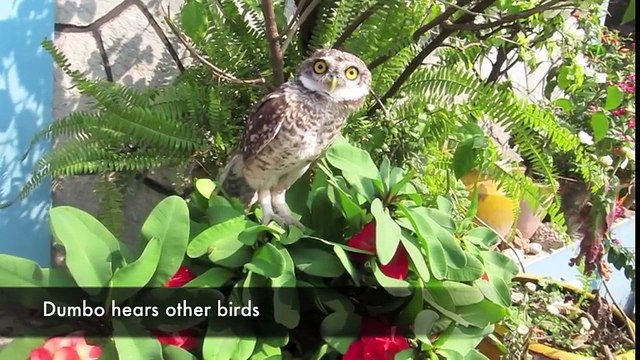 Cette chouette comme animal de compagnie est trop mignone