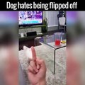 Ce chien déteste quand on lui fait un doigt d'honneur lol