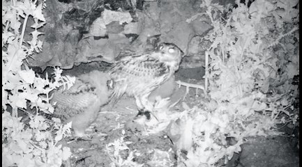 Hibou Grand Duc et Bihoreau