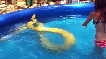 Dans sa piscine, une fillette nage avec un python