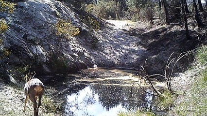 Chevreuil - Assotiation cistude nature