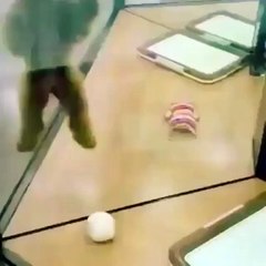 Les Animaux en Folie - #6