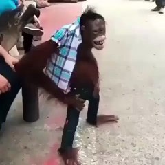 Les Animaux en Folie - #7