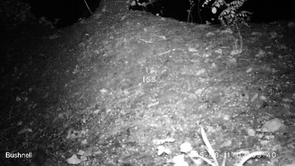 Genette - Association Cistude Nature