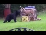 Bear Wanders Into Back Garden and Attacks Fake Deer