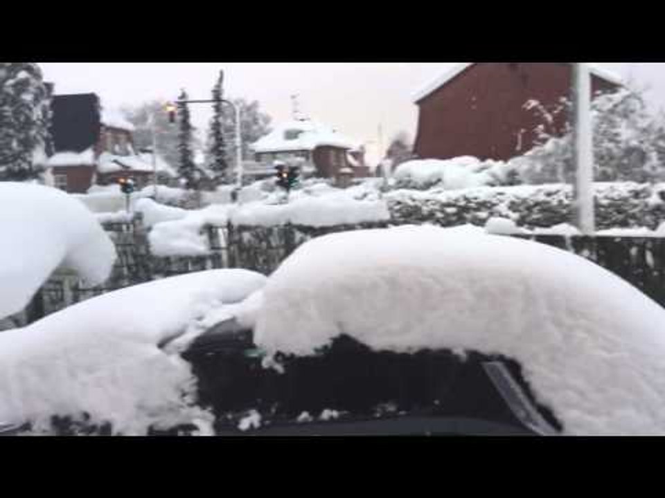 Yorkshire Terrier Hides From Weather in Snow Cave
