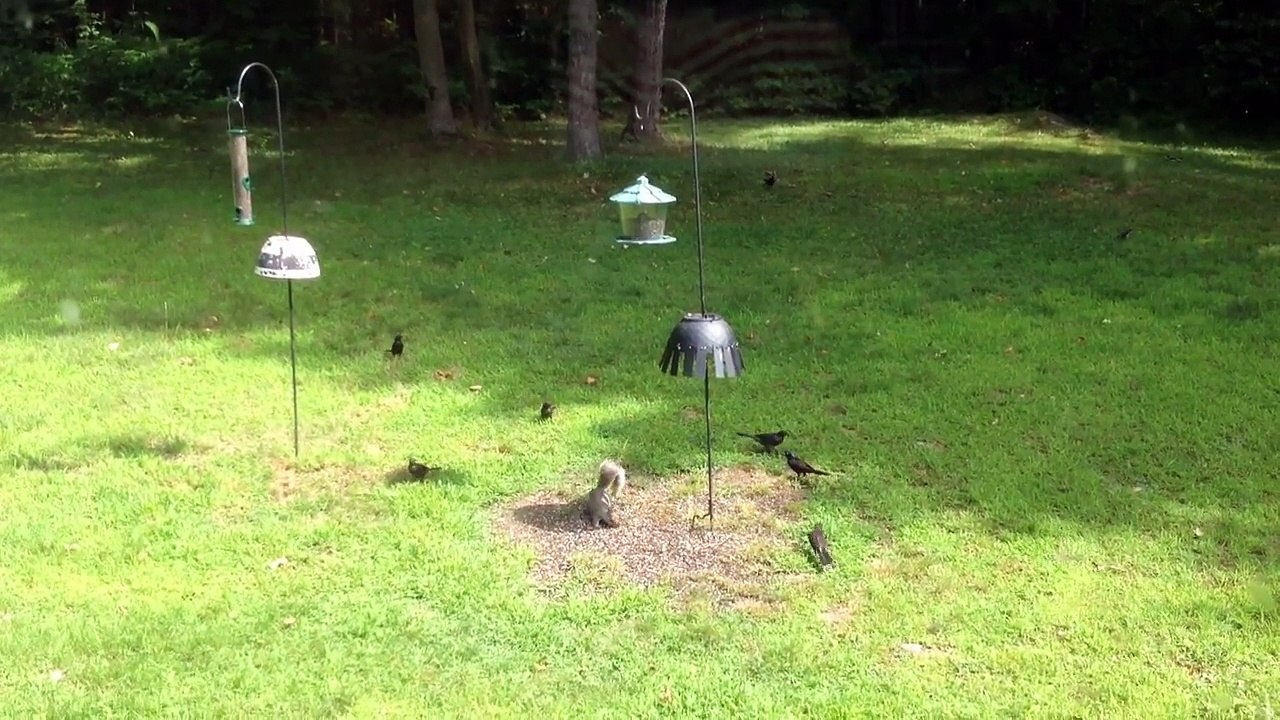 Grackles