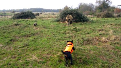 ferme gros sanglier