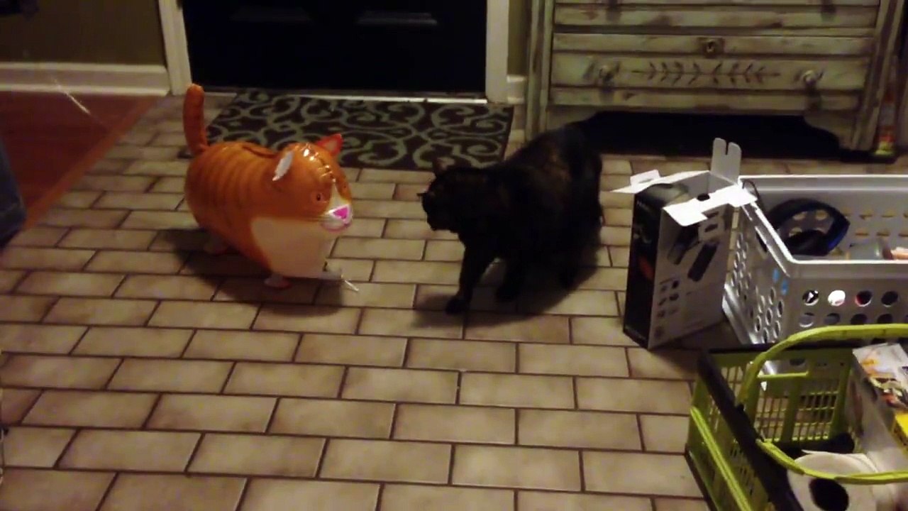 Quand un chat rencontre un autre chat... plutôt gonflé !