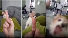 Cão não admite que lhe levante o dedo "médio" e parte logo para a porrada