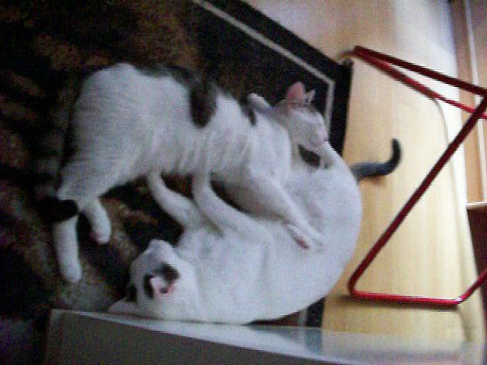 Harvey und Vinzent am 22.07.2016