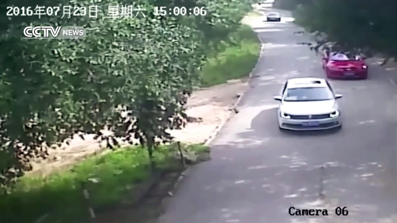 Un tigre attaque une femme sortie de sa voiture (Parc safari)