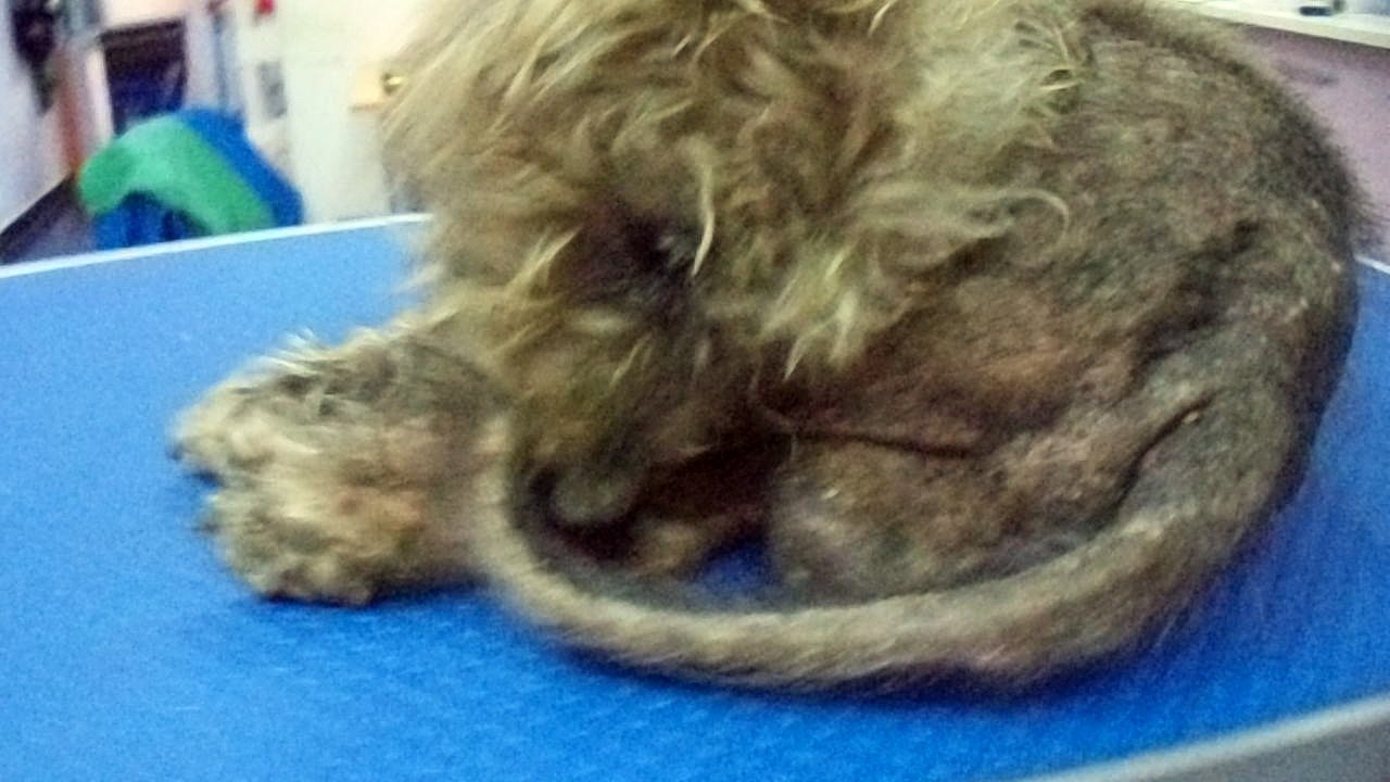 Street dog