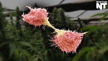 An Australian University Is Researching Weed's Use For Skin Cancer