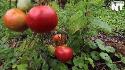 Sustainable Food Production Is Achievable Right From Your Backyard