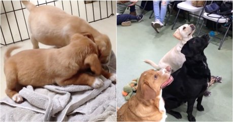 Reunião de cães após 4 anos de separação emociona a Internet