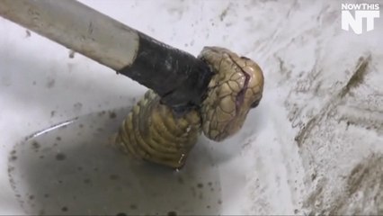 Snake Attacks Man In Thai Bathroom For Second Time In A Week