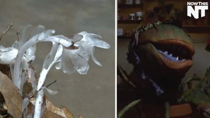 This 'Ghost Flower' Doesn't Need The Sun To Survive