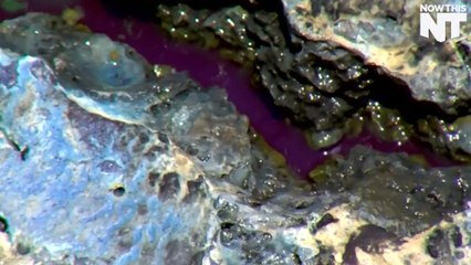 Toxic Algae Has Infected Florida's Waters