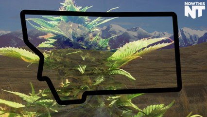 Montana's Medical Marijuana Program Has Been Left Out To Dry