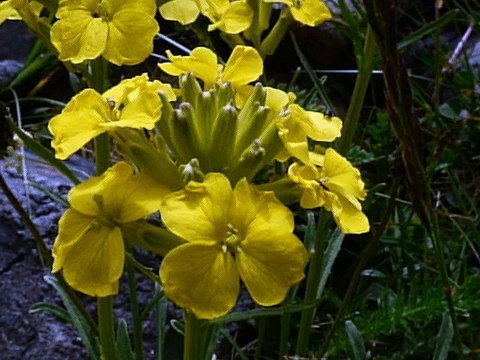 Vélar des Pyrénées