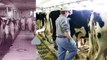Our Story of Milk: Fresh Milk is Part of Hershey's 120 Years of Goodness | The Hershey Company