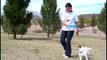 World s Smartest Dog Jesse performs Amazing Dog Tricks  Walking Hand Stand Dog