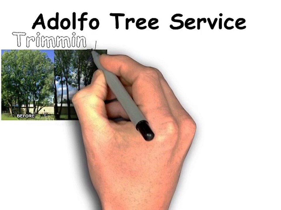 Houston Professional Tree Service