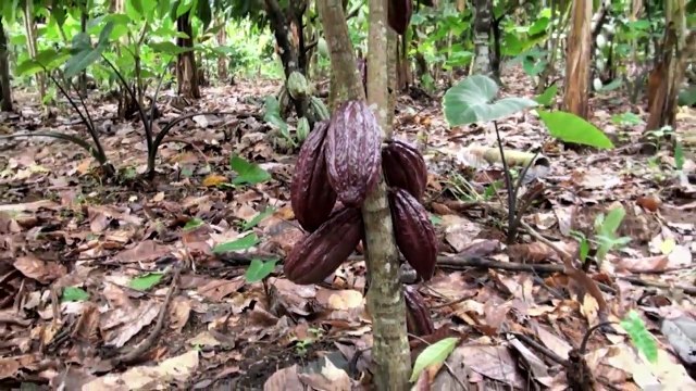 Our Story of Cocoa: Cocoa Farmers Are Part of Hershey's Global Community | The Hershey Company