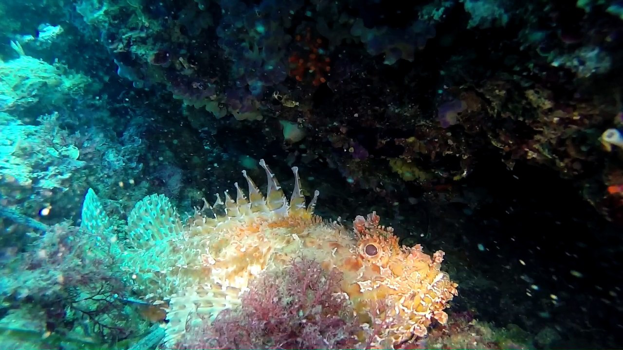 Plongée îles Medes 2016