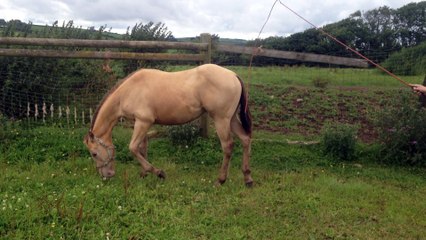 Jozey Quarter Horse Moves Along