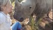 Orphaned Rhino Kisses Her New Mother