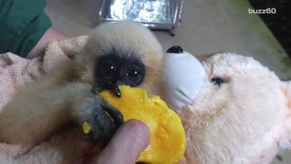 Rescued Baby Monkey Loves Her Teddy Bear