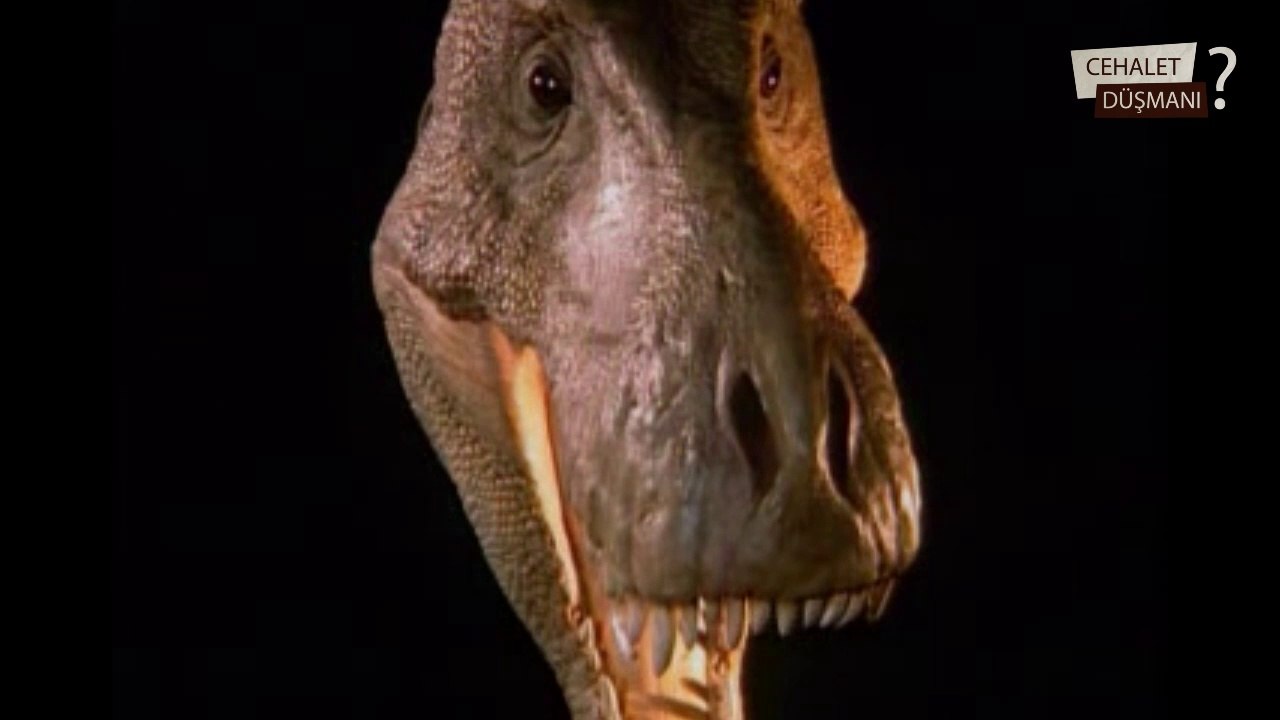 65 milyon yıllık T-REX fosili - 65 Million years old T-REX Fossil