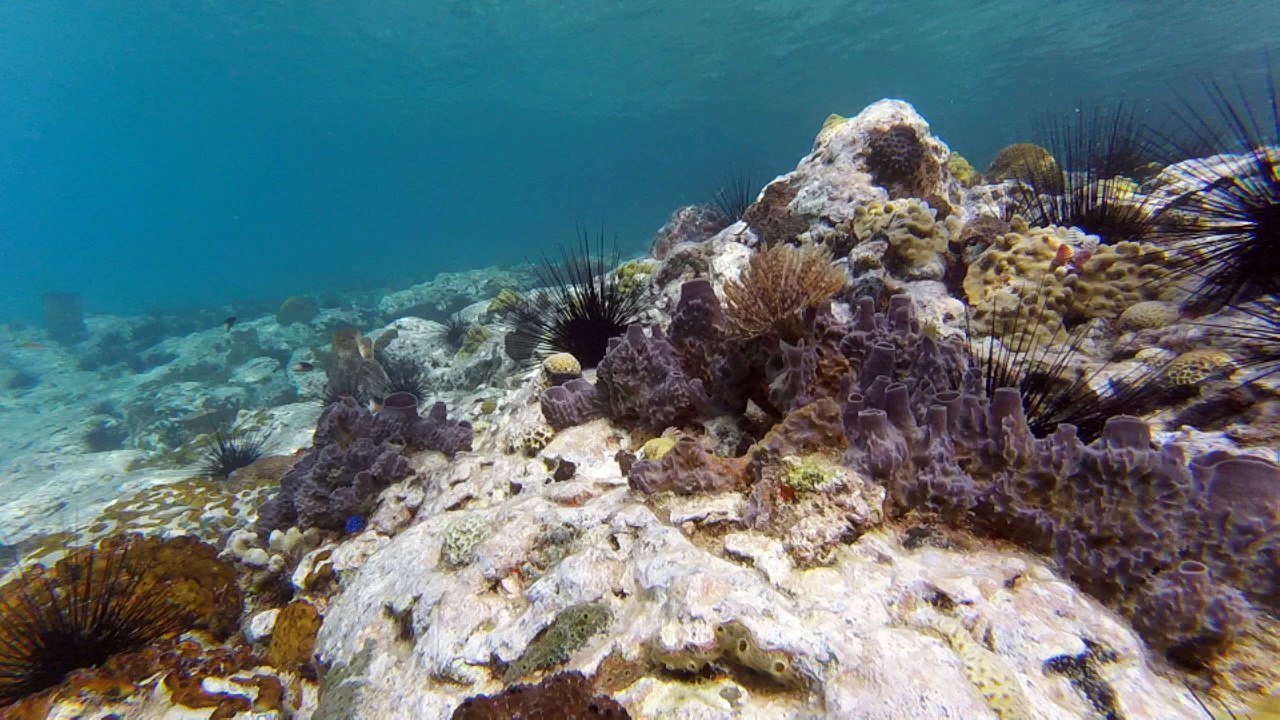 Les Grenadines - île de Béquia