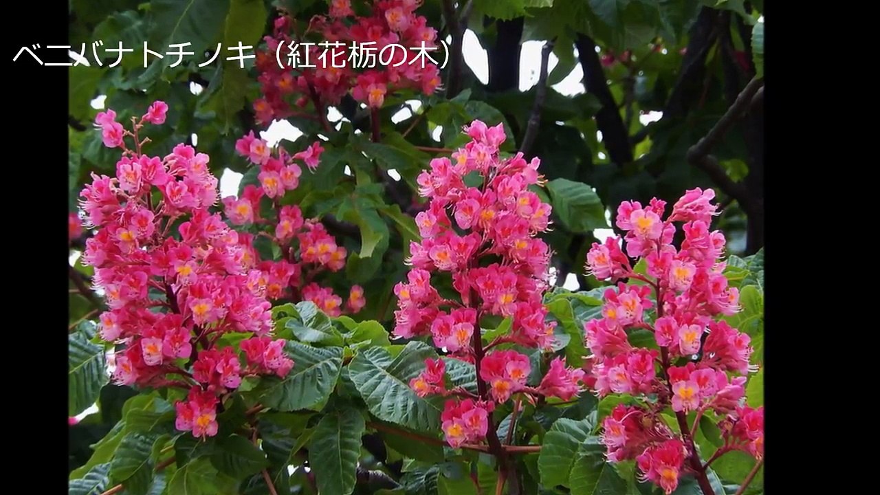 梅本哲信　雪月花・花水木・木琴堂（2）_wyuDvN4wJAM_youtube.com