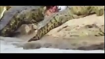 Law of Nature - Real Animal Fights 02 - Crocodiles in Action
