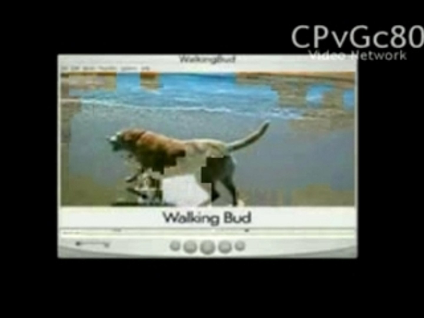 ⁣Walking Bud/Regency Television/20th Century Fox Television