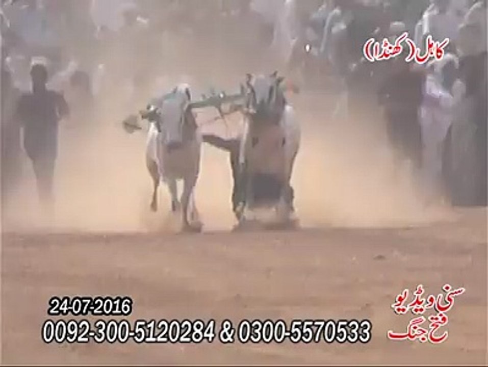 Bull race