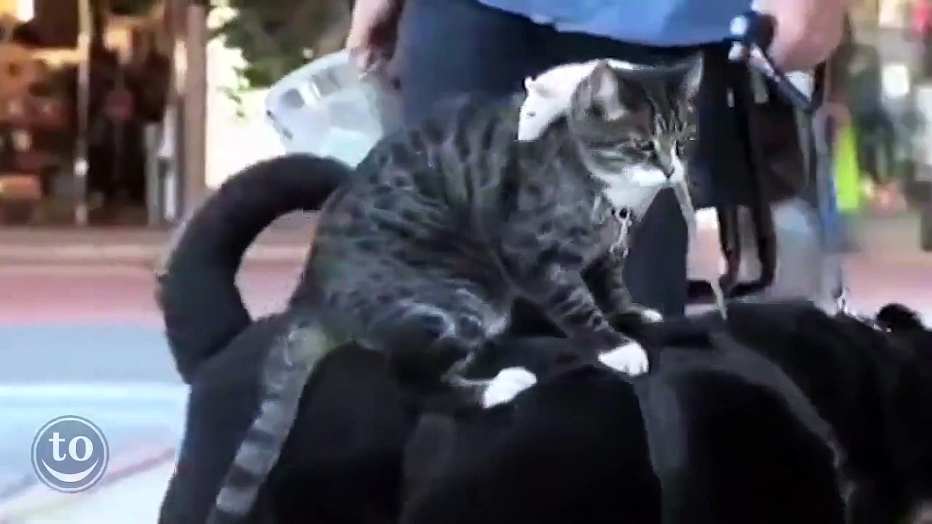 ⁣Animals Riding Other Animal - Funny Animals