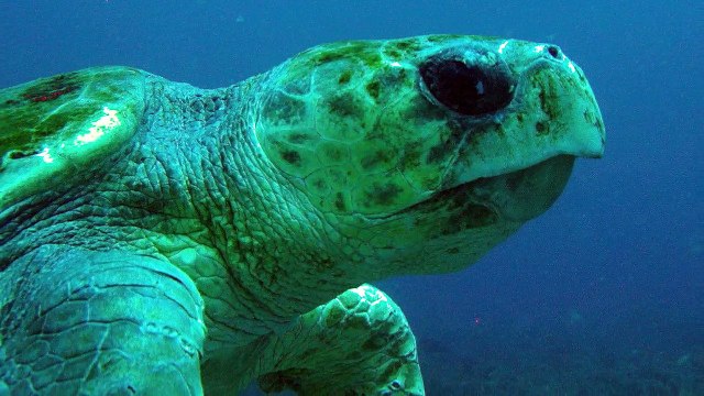 World's Best Diving & Resorts: Jupiter Dive Center