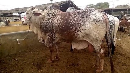 Shehansha's Cat walk after taking bath in landhi 2010