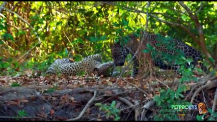 Most Amazing Animal Attack Compilation in HD