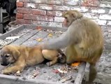 Monky vs Dog Funny Fighting Video | بندر اور کتے کی ہنسا دینے والی حرکتیں اور لڑائی