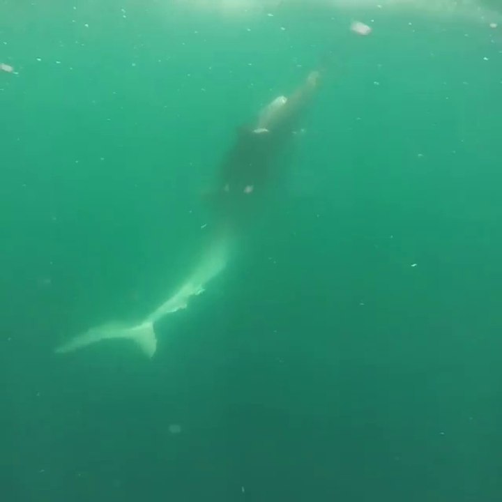 Combat entre deux requins filmé par des plongeurs devant une plateforme pétrolière