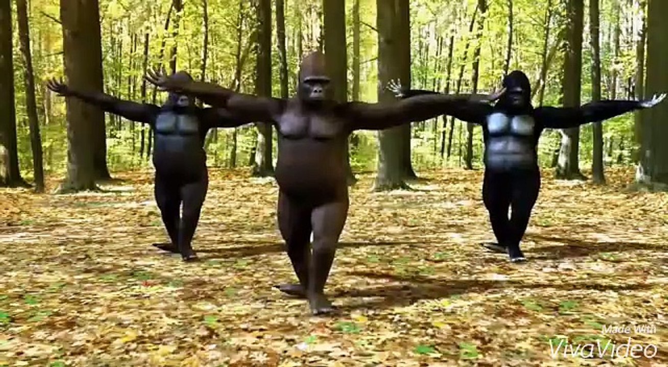 best dance performance by chimpanzee