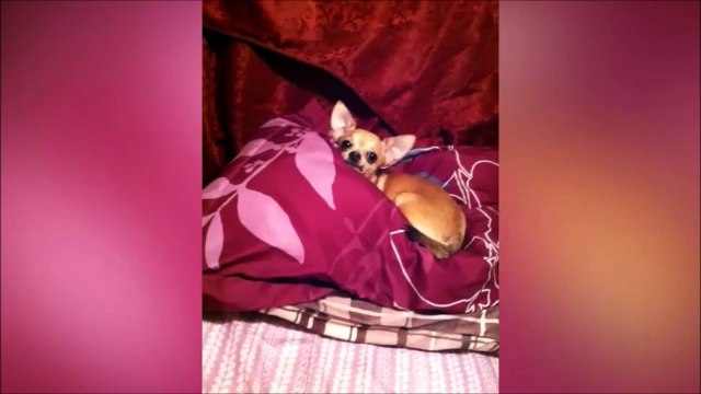 Regardez ses oreilles... Réaction hilarante de ce chihuahua