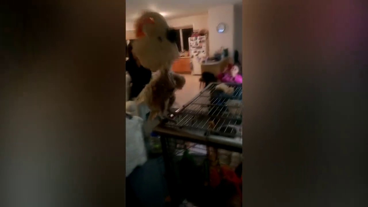 Ce perroquet attend le meilleur moment de la chanson pour danser... Mélomane l'oiseau