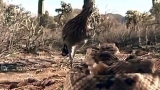 Snake vs Bird fight- desert bird kills snake